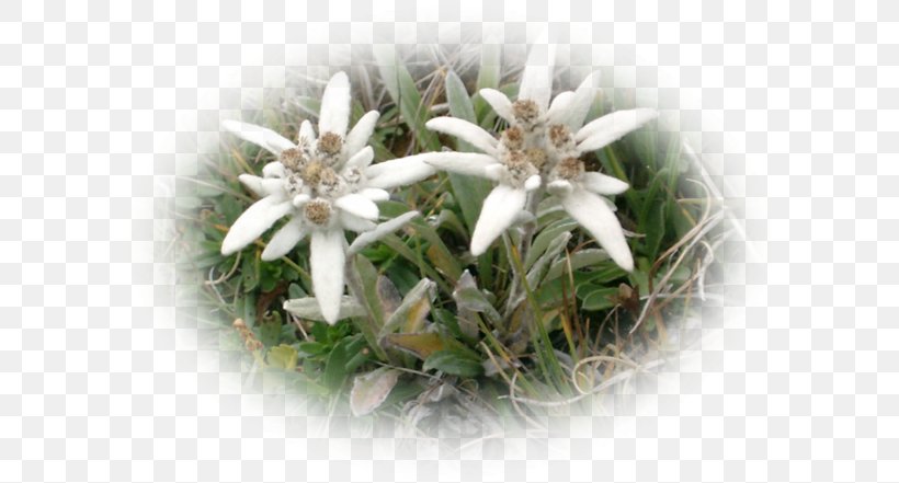 Flowerpot CJSC EDELWEISS-M, PNG, 600x441px, Flowerpot, Edelweiss, Flower, Flowering Plant, Plant Download Free