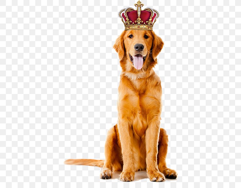 Golden Retriever Stock Photography Puppy Pet Dog Grooming, PNG, 393x640px, Golden Retriever, Canine Good Citizen, Carnivoran, Companion Dog, Dog Download Free