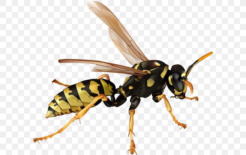 Hornet Bee Ant Wasp Clip Art, PNG, 600x518px, Hornet, Ant, Arthropod, Bee, Fly Download Free