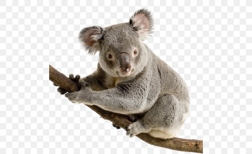 Lone Pine Koala Sanctuary Bear, PNG, 500x500px, Koala, Arboreal, Bear, Cuteness, Fauna Download Free
