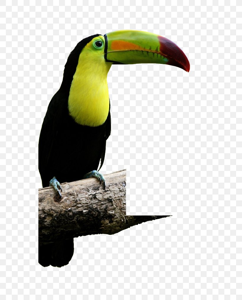 Bird Reptile Macaw Keel-billed Toucan Aracari, PNG, 559x1018px, Bird, Animal, Aracari, Beak, Fauna Download Free