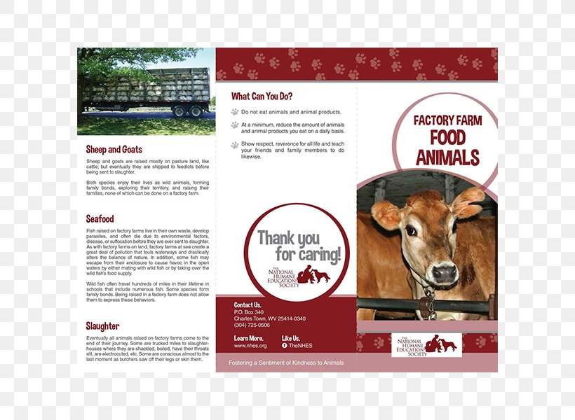Cattle Goat Brochure Animal Welfare Humane Society, PNG, 600x600px, Cattle, Accounting, Advertising, Animal, Animal Rescue Group Download Free