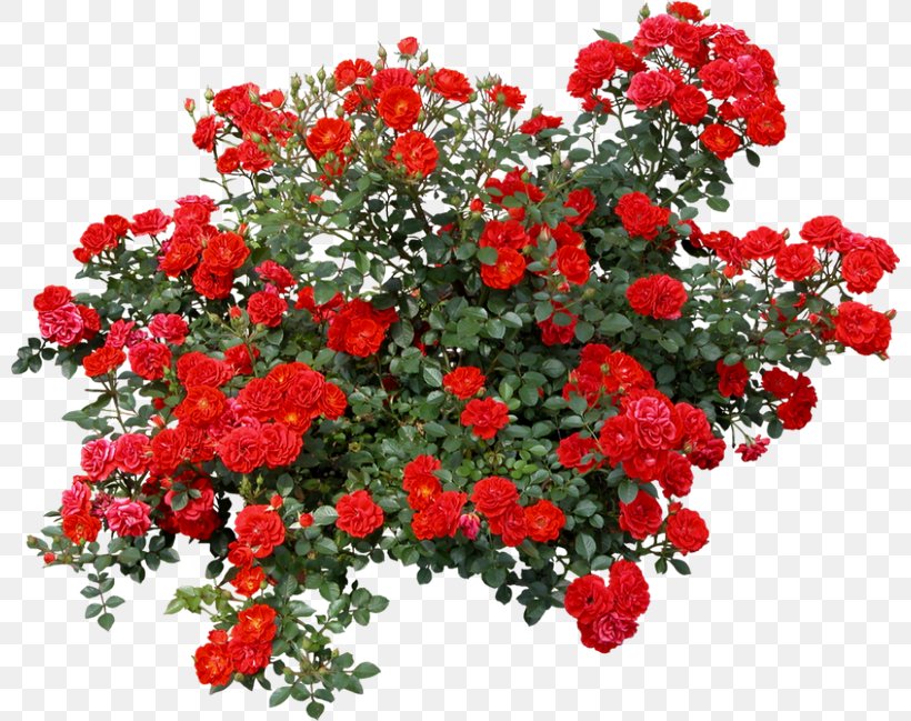 Rose Shrub Clip Art Image, PNG, 800x649px, Rose, Annual Plant, Cut Flowers, Floral Design, Floribunda Download Free