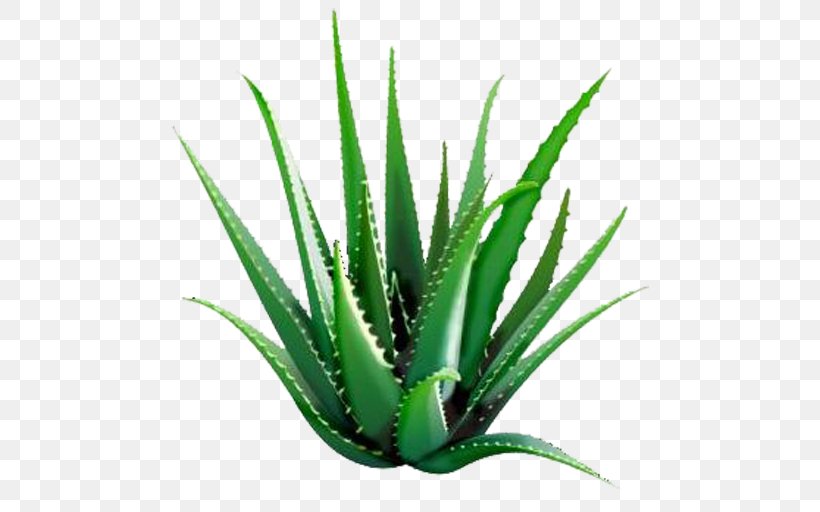 Aloe Vera Forever Living Products Gel Dietary Supplement Plant, PNG, 512x512px, Aloe Vera, Agave, Agave Azul, Aloe, Aloes Download Free