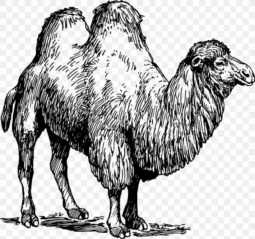 Bactrian Camel Dromedary Llama Common Ostrich Sheep, PNG, 900x846px, Bactrian Camel, Animal, Arabian Camel, Beak, Black And White Download Free