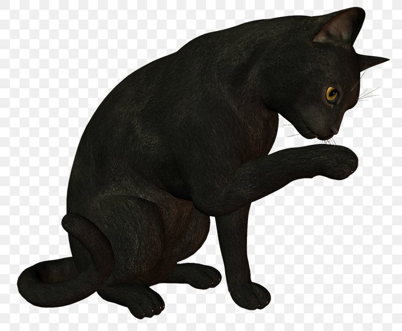 Black Cat Bombay Cat Korat Malayan Cat Chartreux, PNG, 800x676px, Black Cat, Asian, Black, Black Panther, Bombay Download Free