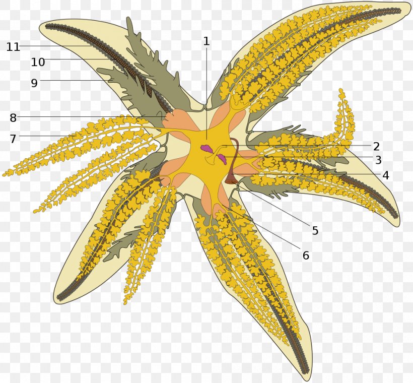 Common Starfish Echinoderm Madreporite Water Vascular System, PNG, 1000x927px, Common Starfish, Ambulacral, Asterias, Asteriidae, Bipinnaria Download Free