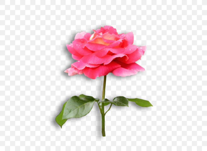 Garden Roses Flower Cabbage Rose Floribunda Plant Stem, PNG, 600x600px, Garden Roses, Annual Plant, Artificial Flower, Cabbage Rose, Camellia Download Free