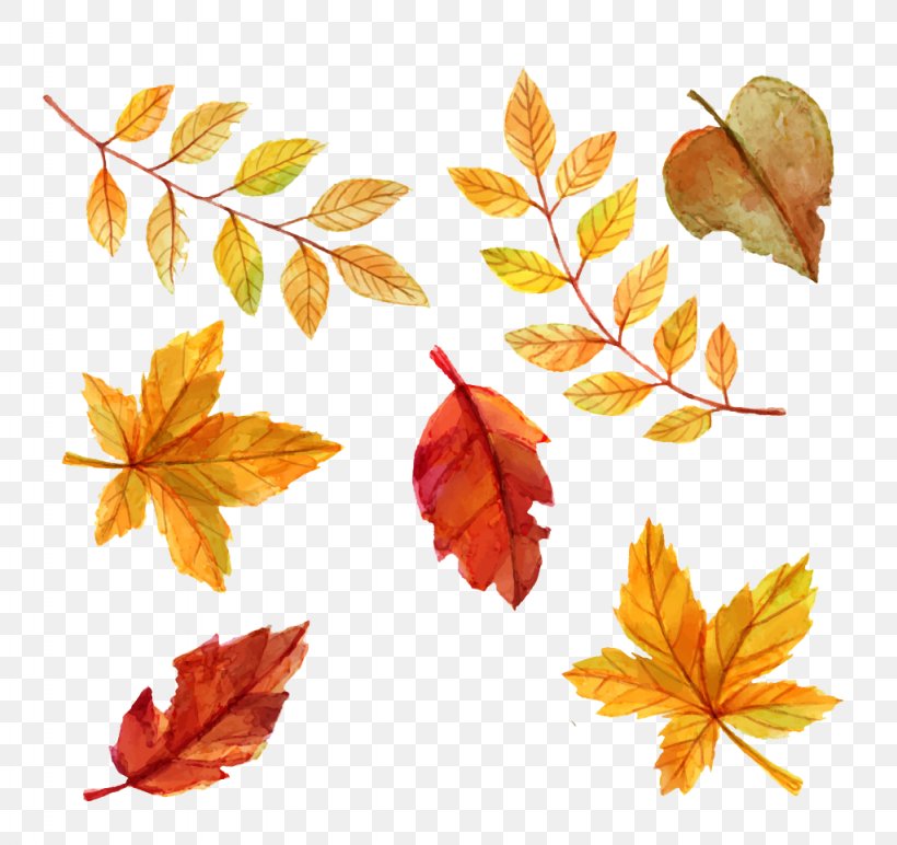 Autumn Leaf Color Euclidean Vector, PNG, 1024x965px, Leaf, Autumn, Autumn Leaf Color, Branch, Color Download Free