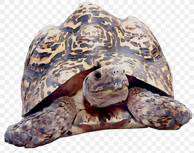 Box Turtles Tortoise Loggerhead Sea Turtle Terrestrial Animal, PNG, 1381x1096px, Box Turtles, Animal, Box Turtle, Desert Tortoise, Gopher Tortoise Download Free