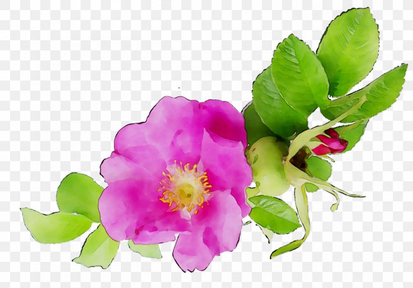 Cabbage Rose Annual Plant Herbaceous Plant Pink M Plants, PNG, 1470x1026px, Cabbage Rose, Annual Plant, Branch, Cut Flowers, Flower Download Free