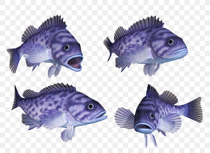 Deep Sea Fish Hagfish Coral Reef Fish Bony Fishes Marine Biology, PNG, 800x600px, Deep Sea Fish, Bony Fishes, Cobalt Blue, Coral Reef, Coral Reef Fish Download Free