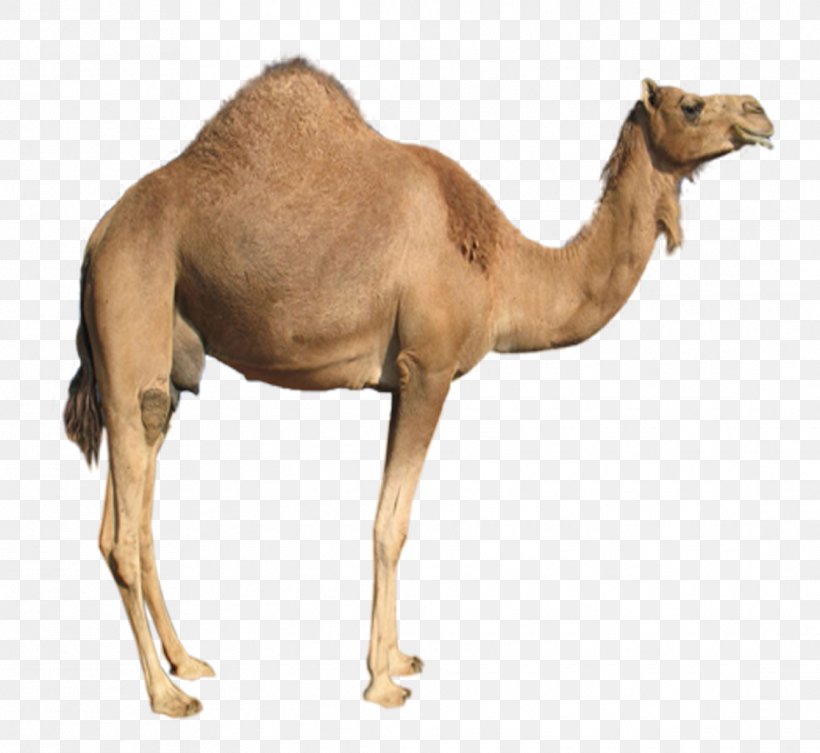 Dromedary Bactrian Camel, PNG, 1115x1024px, Dromedary, Arabian Camel, Bactrian Camel, Camel, Camel Like Mammal Download Free