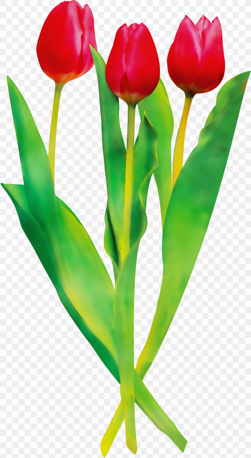 Flower Tulip Plant Cut Flowers Plant Stem, PNG, 1648x3000px, Watercolor, Cut Flowers, Flower, Lily Family, Paint Download Free