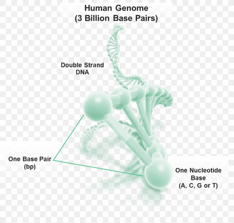 Human Genome DNA Base Pair Organism, PNG, 925x882px, Genome, Base Pair, Dna, Homo Sapiens, Human Genome Download Free