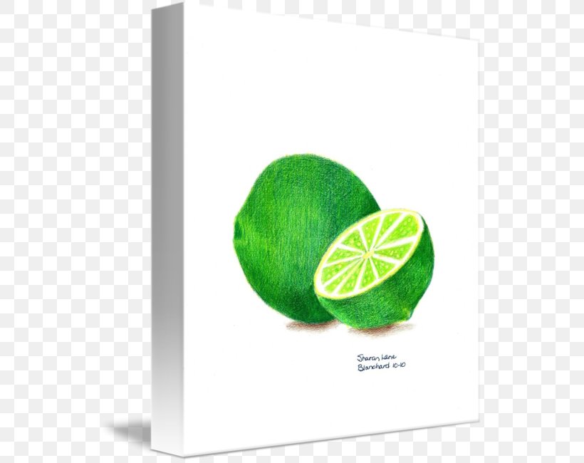 Key Lime Drawing Art Sketch, PNG, 538x650px, Lime, Art, Citric Acid, Citrus, Colored Pencil Download Free