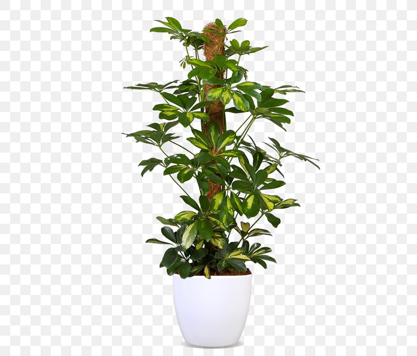 Swiss Cheese Plant Devil's Ivy Flowerpot Houseplant Philodendron, PNG, 500x700px, Swiss Cheese Plant, Cutting, Dwarf Umbrella Tree, Epipremnum, Evergreen Download Free