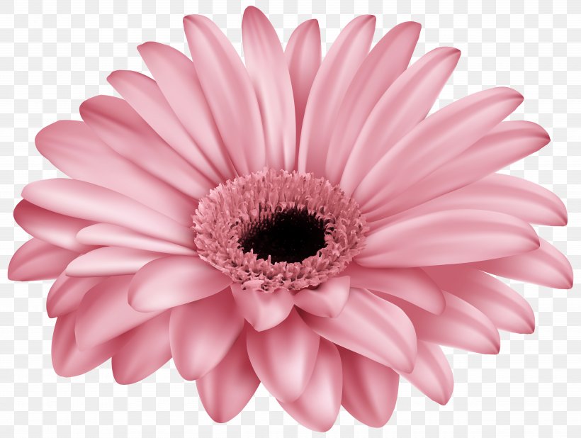 Transvaal Daisy Pink Flower Common Daisy Color, PNG, 5000x3774px, Transvaal Daisy, Art, Blog, Chrysanths, Close Up Download Free