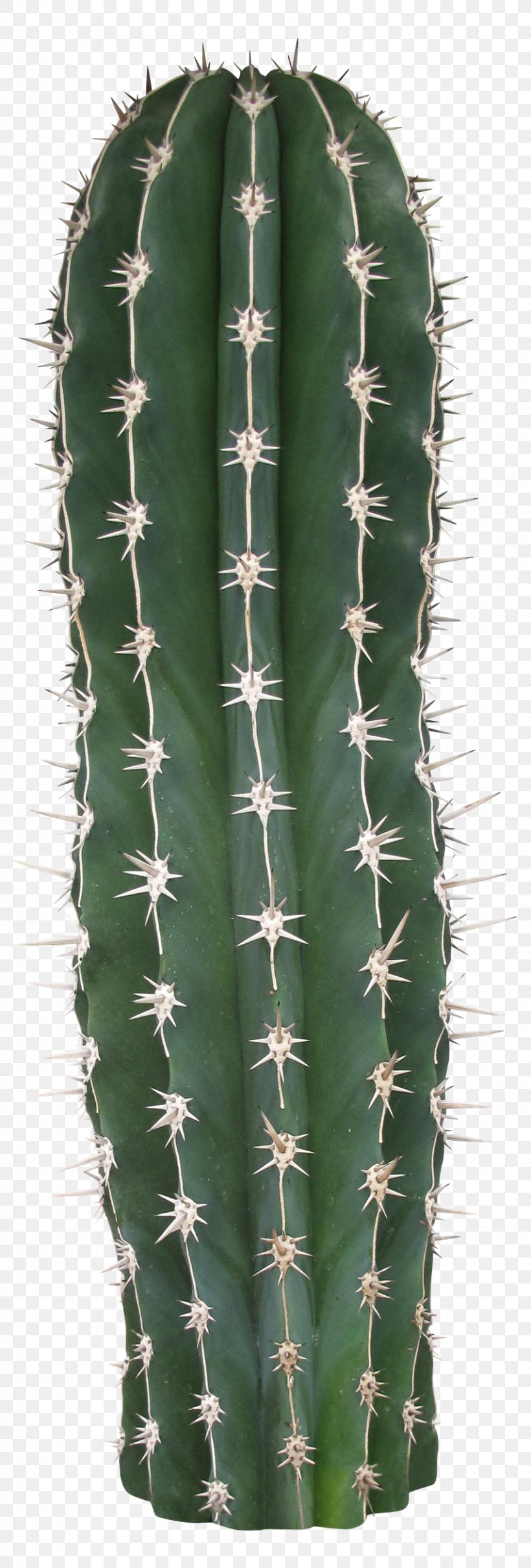 Acanthocereus Tetragonus San Pedro Cactus Cactaceae Thorns, Spines, And Prickles, PNG, 853x2517px, Acanthocereus Tetragonus, Acanthocereus, Cactaceae, Cactus, Caryophyllales Download Free