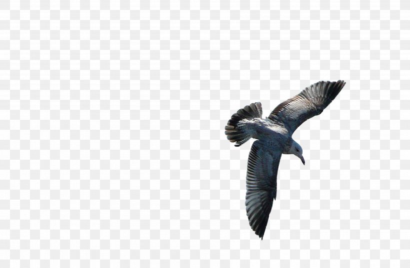 Bird Feather Owl Gulls Beak, PNG, 3594x2355px, Bird, Animal, Beak, Bird Flight, Bird Of Prey Download Free