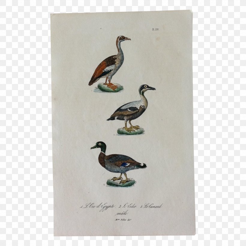 Duck Bird Goose Engraving Common Eider, PNG, 1903x1903px, Duck, Antique, Beak, Bird, Common Eider Download Free