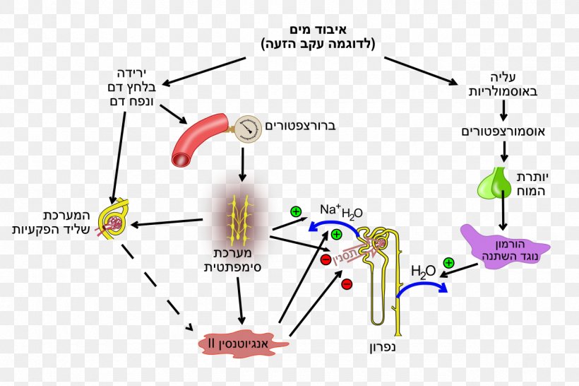 Fluid Balance Nephron Human Body Vasopressin Renin, PNG, 1280x853px, Watercolor, Cartoon, Flower, Frame, Heart Download Free