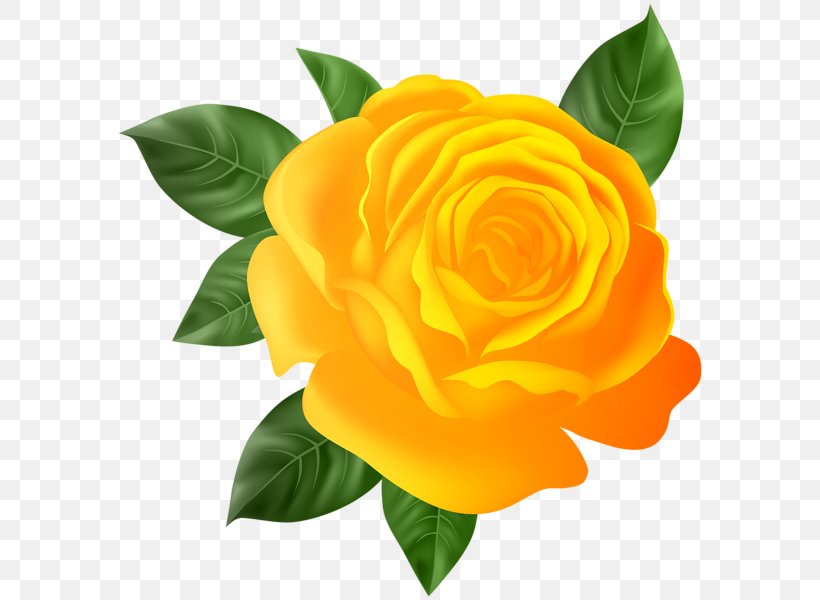 Garden Roses Floribunda Clip Art, PNG, 590x600px, Garden Roses, Blue Rose, Cut Flowers, Floribunda, Flower Download Free