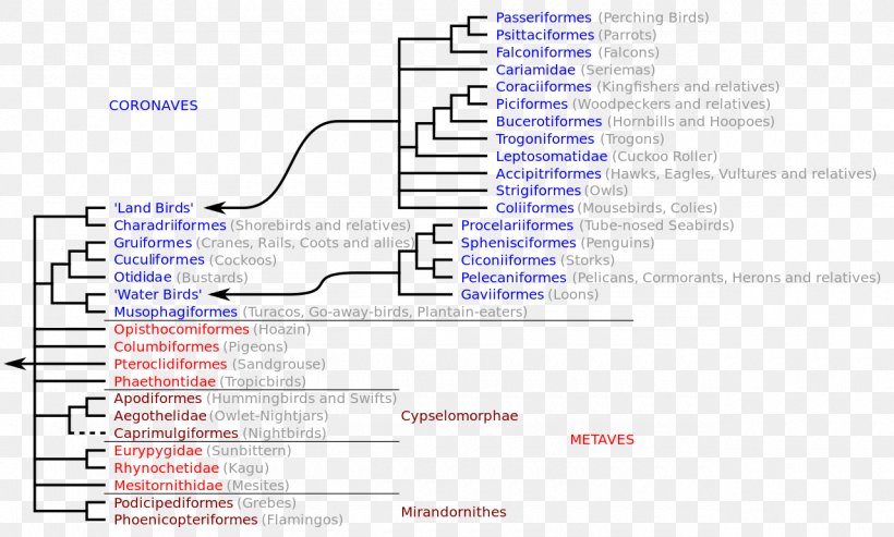 Bird Neoaves Cladogram Owl Phylogenetic Tree, PNG, 1280x770px, Bird, Animal, Area, Chordata, Clade Download Free