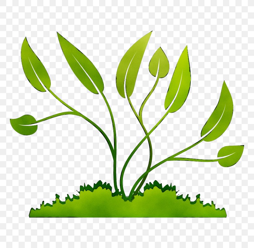 Clip Art Plants Transparency Image, PNG, 800x800px, Plants, Botany, Flower, Flowering Plant, Grass Download Free