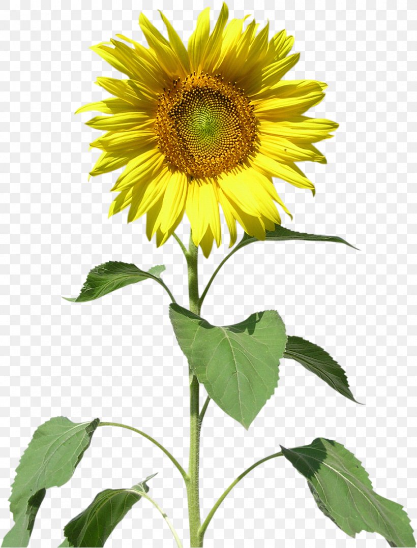 Common Sunflower Sunflowers Clip Art, PNG, 912x1200px, Common Sunflower, Annual Plant, Daisy Family, Drawing, Flower Download Free