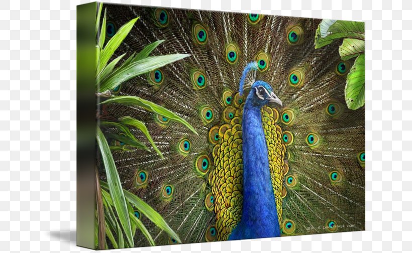 Feather Pavo Gallery Wrap Canvas Art, PNG, 650x504px, Feather, Art, Canvas, Fauna, Gallery Wrap Download Free