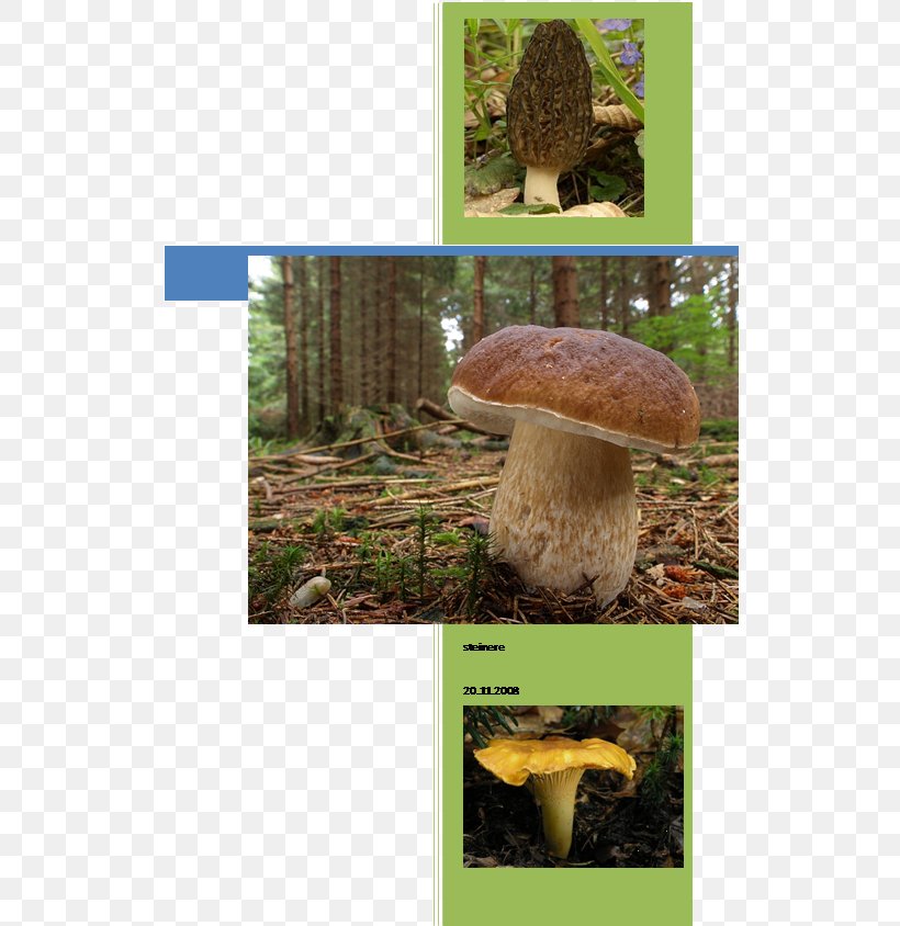 Fungus Edible Mushroom Pleurotus Eryngii Matsutake, PNG, 526x844px, Fungus, Agaric, Agaricomycetes, Biome, Bolete Download Free