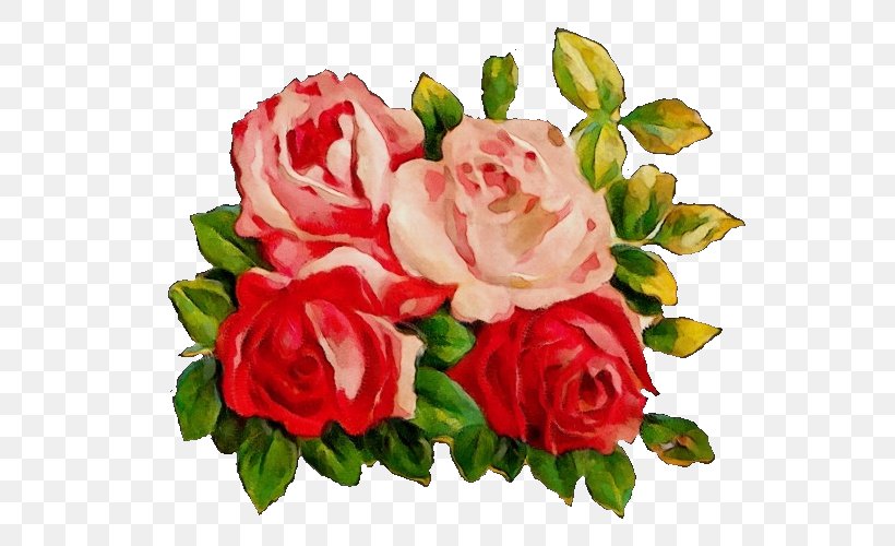 Garden Roses, PNG, 595x500px, Watercolor, Cut Flowers, Floribunda, Flower, Garden Roses Download Free