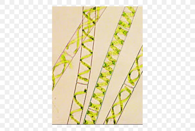 Water Silk Green Algae Multicellular Organism Unicellular Organism, PNG, 500x554px, Water Silk, Algae, Green Algae, Multicellular Organism, Name Download Free