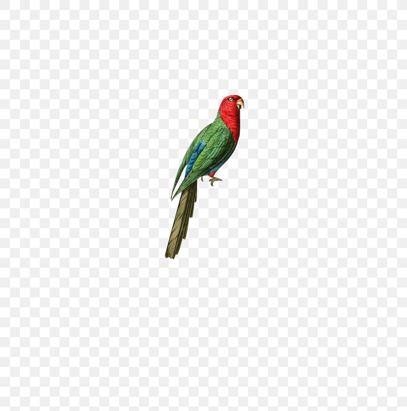 Australian King Parrot Bird, PNG, 600x829px, Parrot, Animal, Australian King Parrot, Beak, Biodiversity Heritage Library Download Free