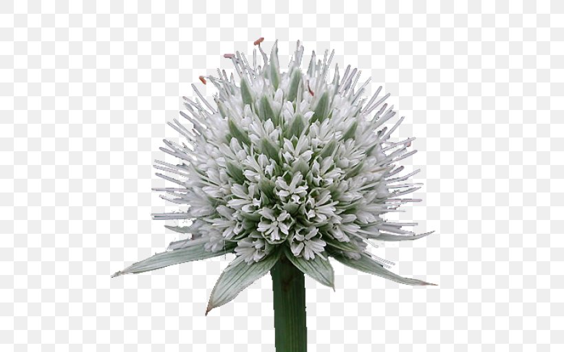 Chives Cut Flowers, PNG, 512x512px, Chives, Cut Flowers, Flower, Flowering Plant, Plant Download Free