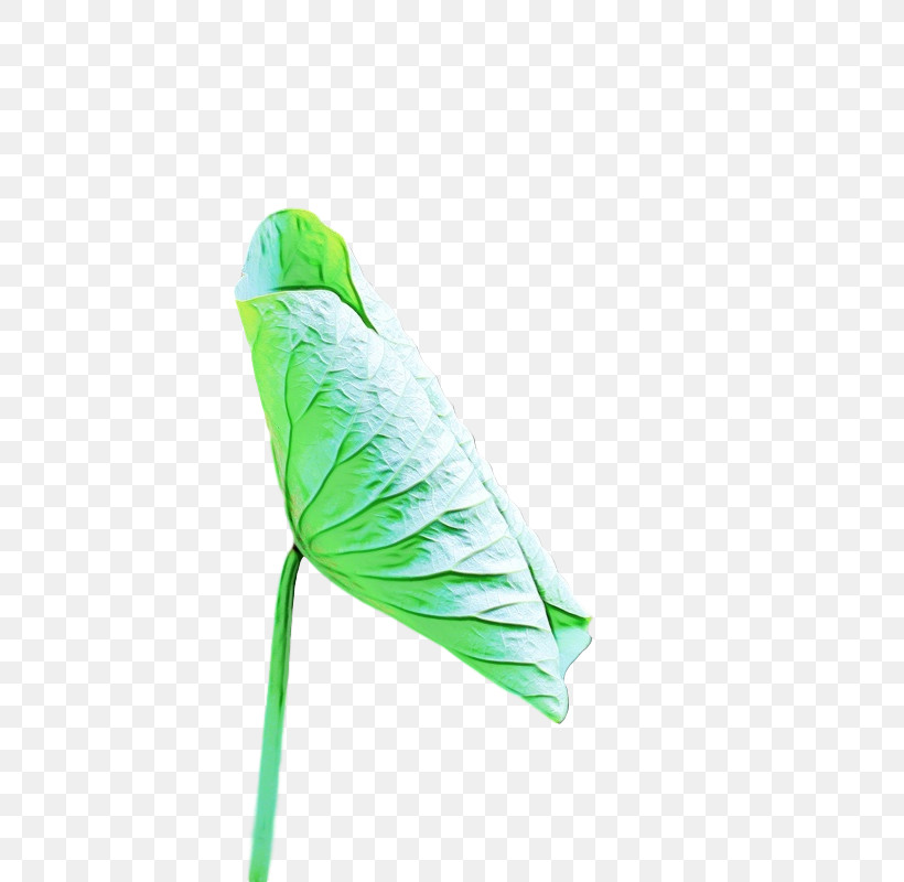 Leaf Plants Plant Structure Science Biology, PNG, 782x800px, Watercolor, Biology, Leaf, Paint, Plant Structure Download Free