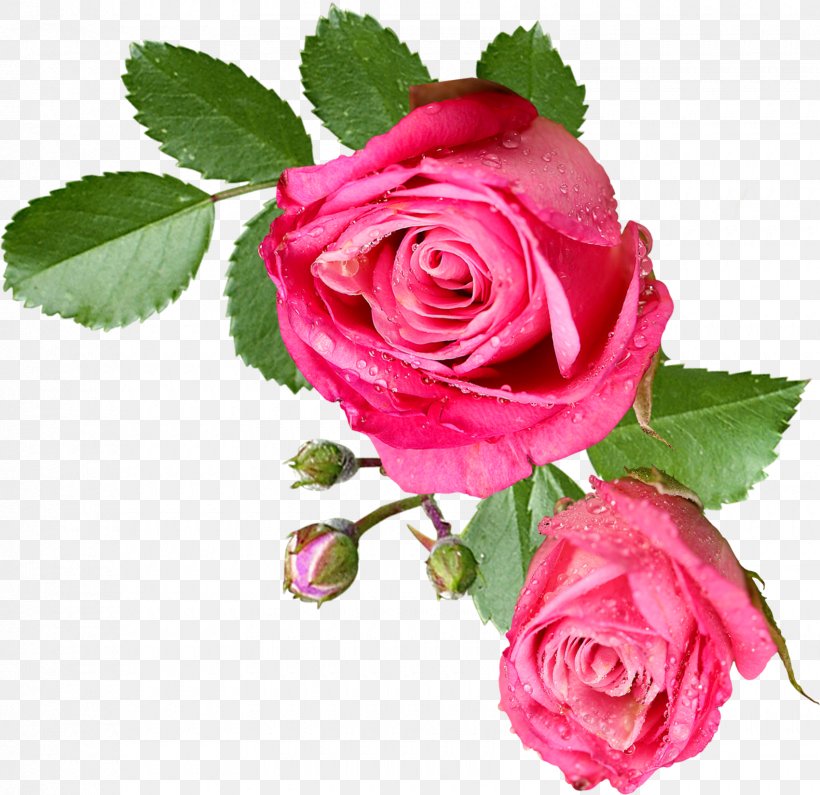 Rose Pink Flower Clip Art, PNG, 1700x1649px, Rose, China Rose, Cut ...