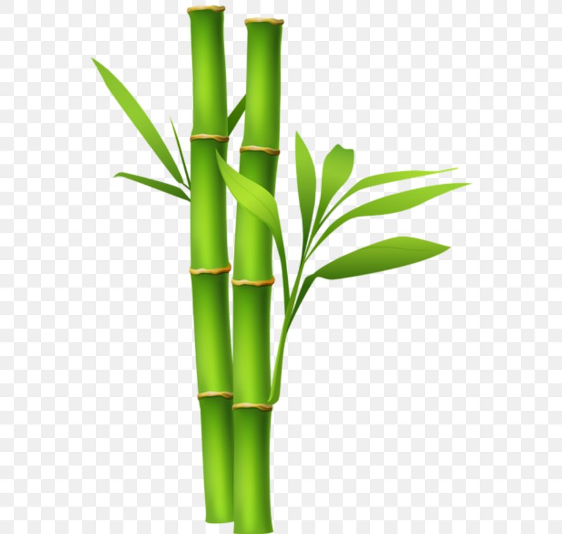 Clip Art Bamboo Image Desktop Wallpaper, PNG, 579x780px, Bamboo, Flowerpot, Grass Family, Grasses, Plant Stem Download Free