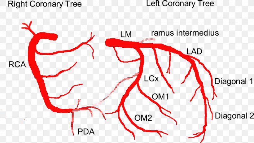 Coronary Circulation Anterior Interventricular Branch Of Left Coronary Artery Anatomy Coronary Arteries, PNG, 921x519px, Watercolor, Cartoon, Flower, Frame, Heart Download Free