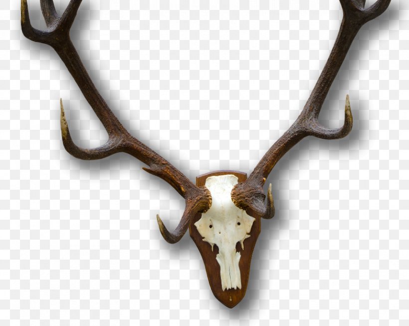 Deer Trophy Hunting Horn, PNG, 857x683px, Deer, Antler, Horn, Hunting, Trophy Download Free