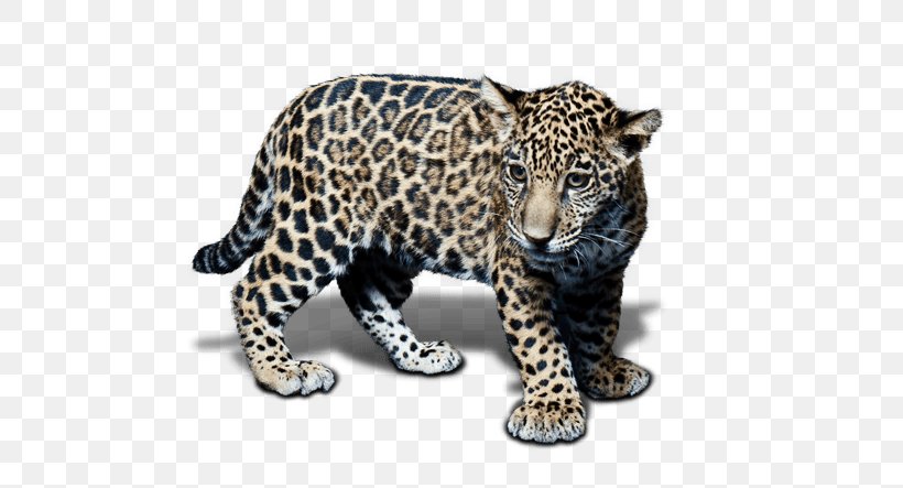 Snow Leopard Jaguar Cheetah Terrestrial Animal, PNG, 600x443px, Leopard, Animal, Animal Figure, Big Cats, Carnivoran Download Free