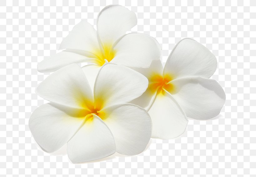 Stock Photography Flower Frangipani Clip Art, PNG, 751x568px, Stock Photography, Color, Cut Flowers, Drawing, Flower Download Free