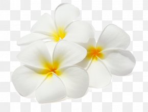 Flower Frangipani Clip Art, PNG, 2106x1441px, Frangipani, Blossom ...