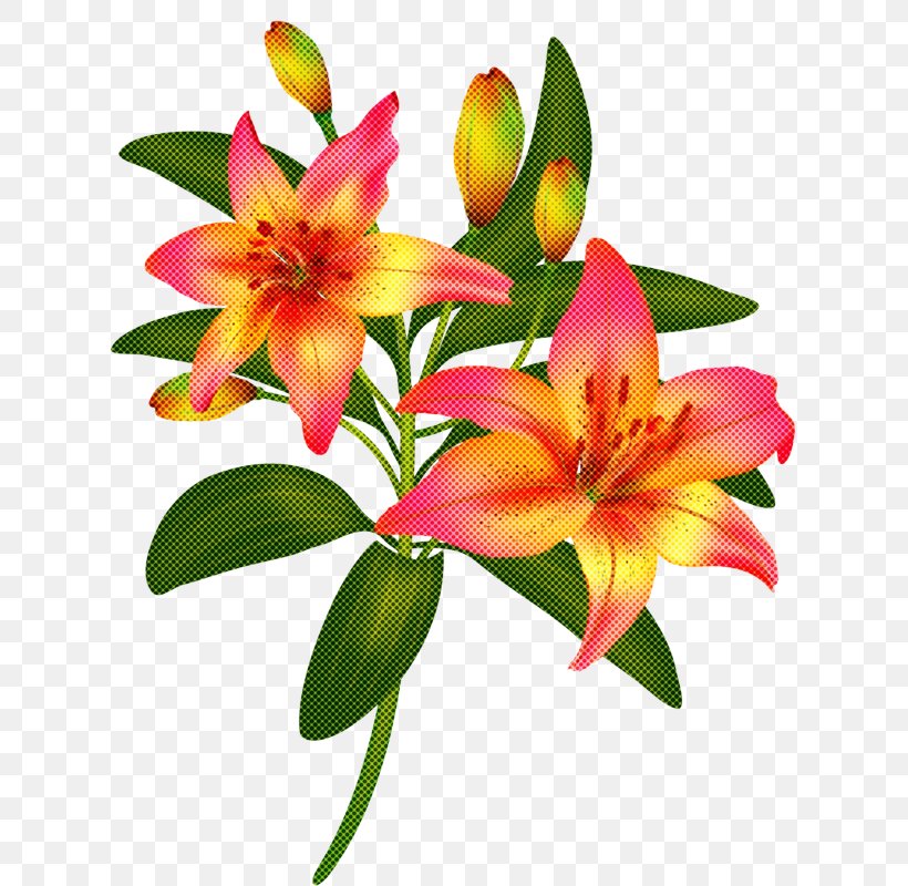 Flower Flowering Plant Lily Plant Petal, PNG, 619x800px, Flower, Daylily, Flowering Plant, Lily, Lily Family Download Free