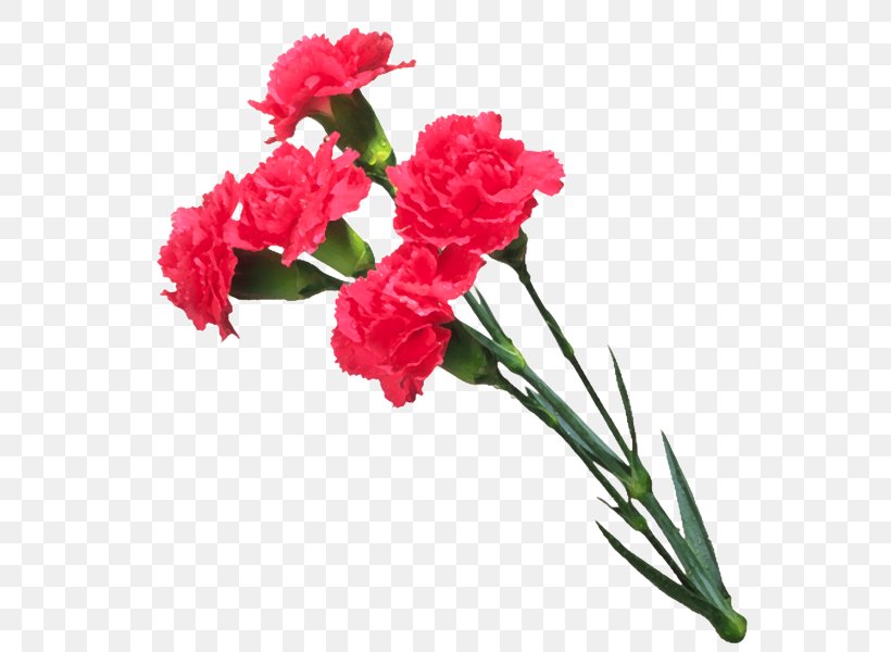 تهنئة Message YouTube, PNG, 600x600px, Message, Artificial Flower, Carnation, Congratulations, Cut Flowers Download Free