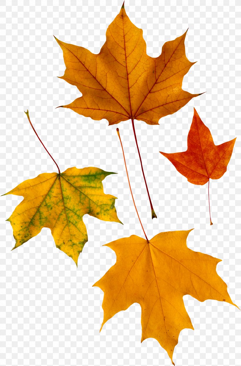 Red Maple Autumn Leaf Color, PNG, 2327x3532px, Leaf, Autumn, Autumn Leaf Color, Licence Cc0, Maple Download Free