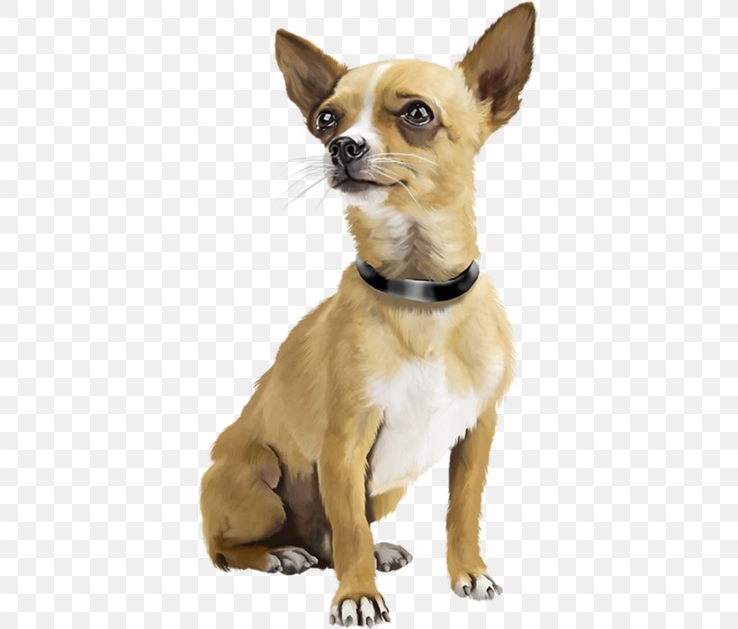 Chihuahua Puppy Dogs Active Miniature Pinscher Bark, PNG, 381x699px, Chihuahua, Bark, Carnivoran, Clicker, Collar Download Free