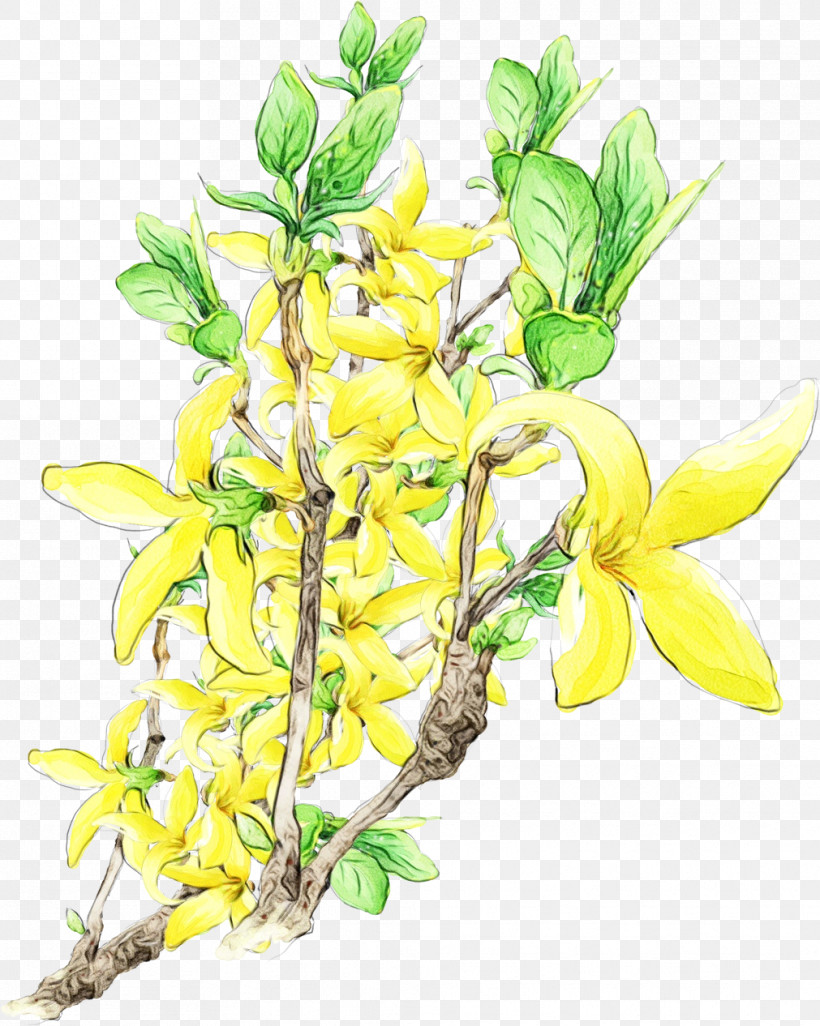 Flower Plant Yellow Branch Cut Flowers, PNG, 1011x1266px, Drawing Flower, Branch, Cut Flowers, Dendrobium, Floral Drawing Download Free