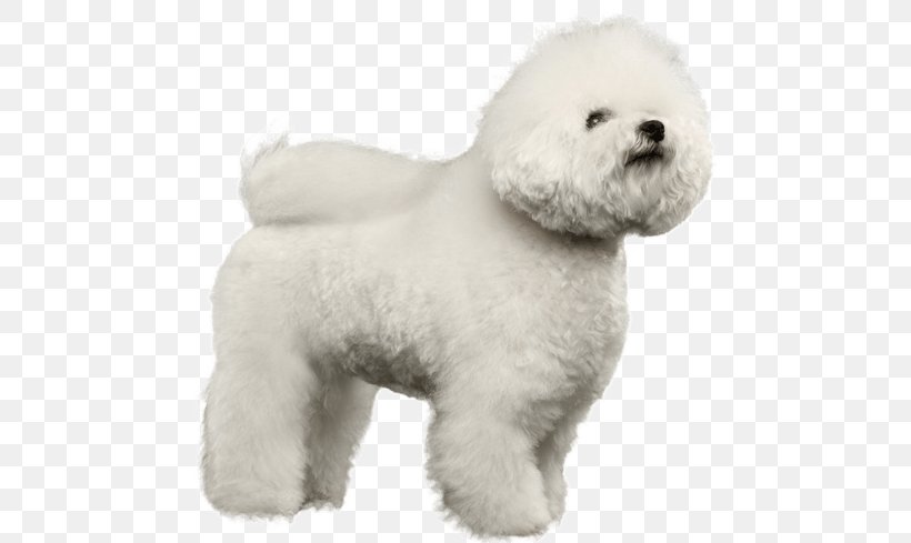 Dog And Cat, PNG, 567x489px, Bichon Frise, Ancient Dog Breeds, Animal Figure, Bichon, Bolognese Download Free